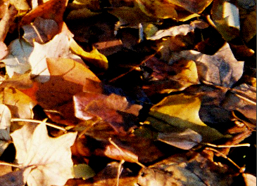 Leaves focus